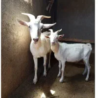 بز و بزغاله سانن