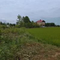 فروش-سه-هزار-مترشالیزار-طرح-مکانیزه