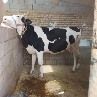 گاو|حیوانات مزرعه|دزفول, |دیوار