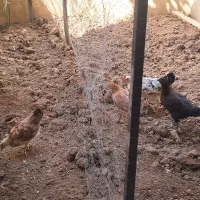 مرغ وخروس