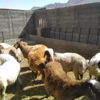 فروش میش