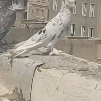 کبوتر کفتر نقش