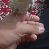 باسلام عروس هلندی نر