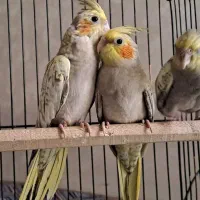 عروس هلندی