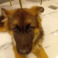 ژرمن شپرد ماده بلک فیس وورک