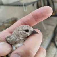 جوجه سهره بهترین منطقه سردسیر