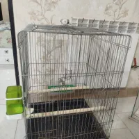 قفس عروس هلندی
