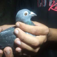 کفتر آلمانی