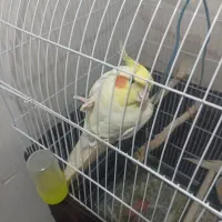 جفت عروس هلندی