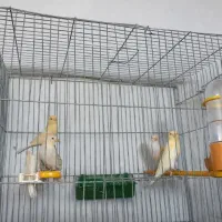 قناری موزاییکی