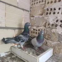 سبز آلمانی