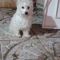 سگ ماده 2ساله