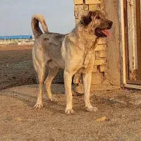 سگ پژدر