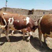 گوساله سیمینتال چاق