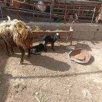 دوراس میش زایده دوقلو