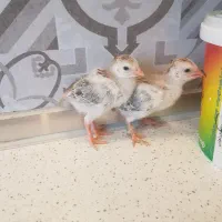 جوجه شاخدار