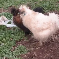 مرغ و خروس ابریشمی