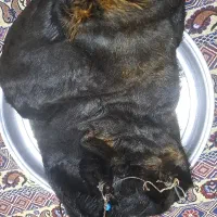 هیزه جای روغن