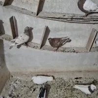 کبوتر رنگی و دو رنگه
