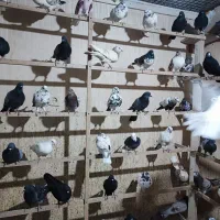 کفتر،کبوتر