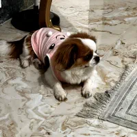 پامرین پیکینیز