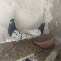 کبوتر کله سیاه
