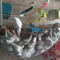 یک جفت مرغ عشق مولد نر دستی ی جوجه دانه خور