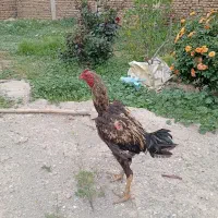 خروس لاری
