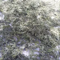 فروش گیاه دارویی از طبیعت جم کردم