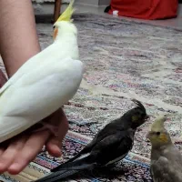 عروس هلندی