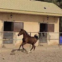 کره اسب نریون ۲ ساله