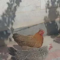 دو تا مرغ محلی