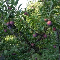 فروش باغ ویلا