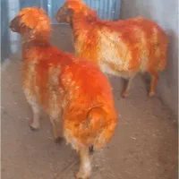 دو عدد غورچ