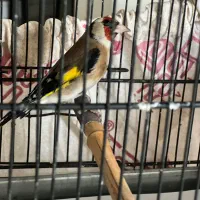 سرهرسمی