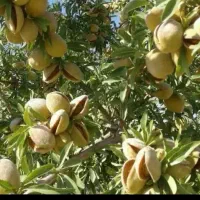 بادام درختی