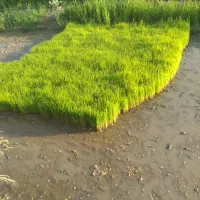 بذرشالی