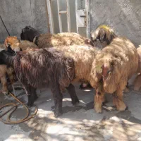 24عدد میش داشتی