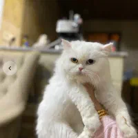 گربه