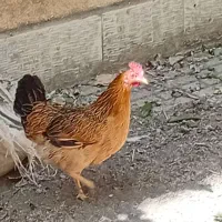 مرغ و جوجه