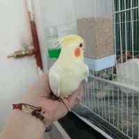 عروس هلندی چشم شرابی