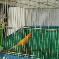 قناری نر پرتقالی