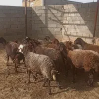 گوسفند چاق، میش، بز، میش تخمی و میش چاق جهت قربانی
