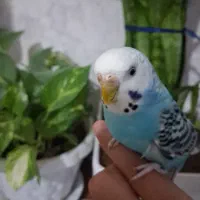 مرغ عشق گمشده