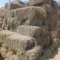 ایستگاه علوفه کرج یونجه کاه گندم لوبیا