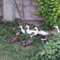 اردک محلی