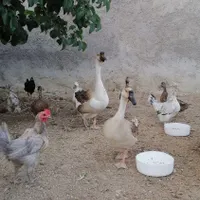 قوغاز آفریقایی ،اردک مرغابی کله سبز،جوجه گردن لخت|حیوانات مزرعه|تهران, مجیدیه|دیوار