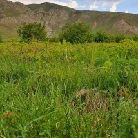 کشاورزی ب فروش میرسد