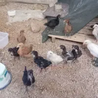جوجه ومرغ وخروس وخروس کاکول پرپا