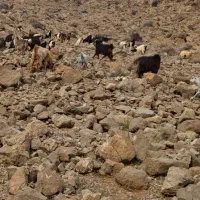 خریدار میش عراقی با بره یا بی بره